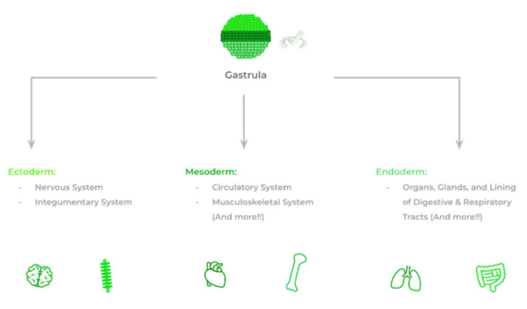 Embryogenesis and Development on the MCAT – MedLife Mastery