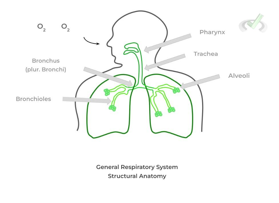 General Function and Respiratory Structure