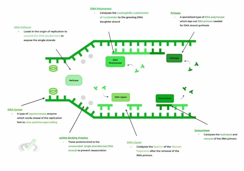 DNA Replication Enzymes and Processes on the MCAT MedLife Mastery
