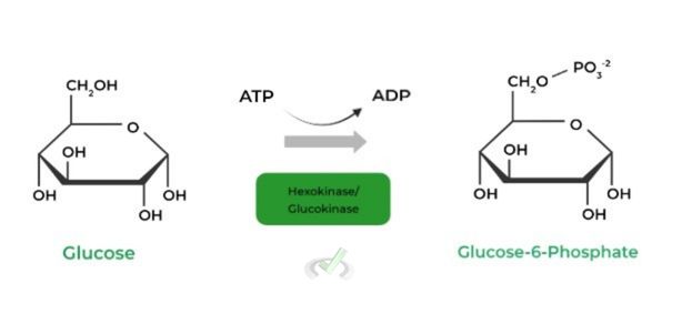 Glucose to Glucose-6-Phosphate 