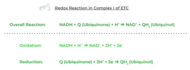 Half Reactions Half Reactions