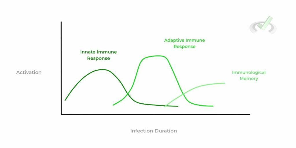 Immune Systems on the MCAT – MedLife Mastery