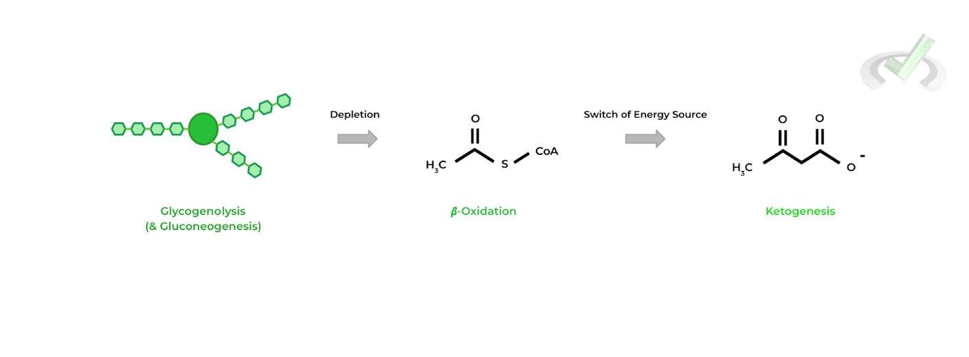 Ketone Bodies during Starvation Periods