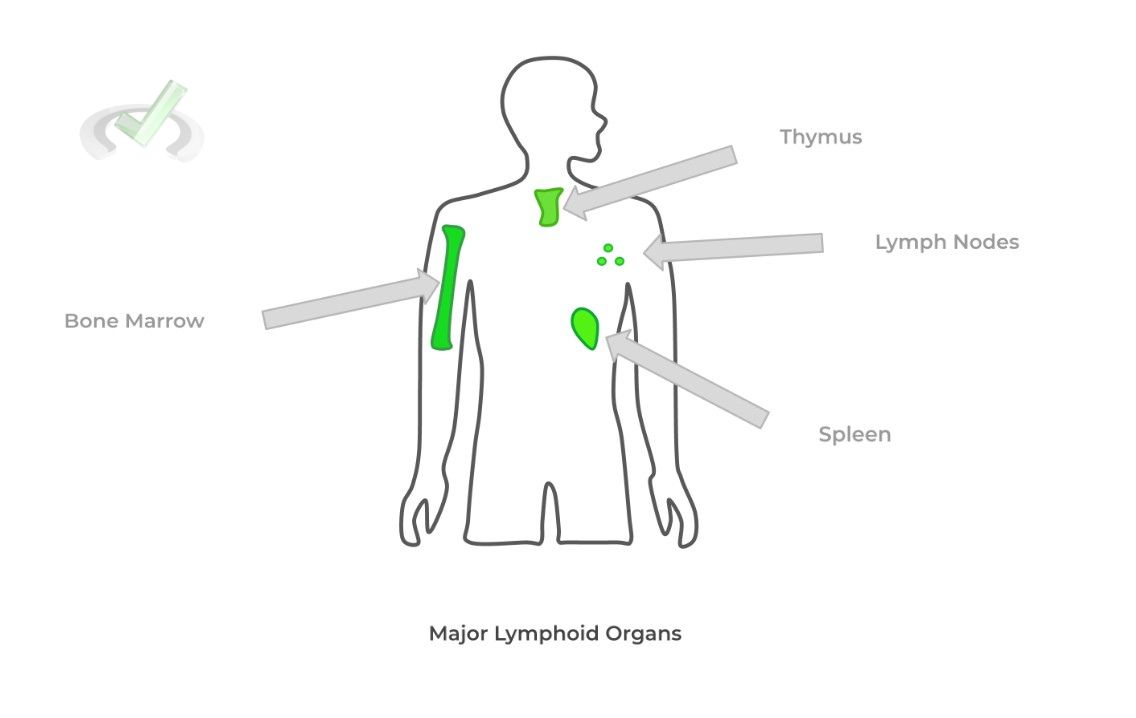 Lymphoid Organs and Tissues