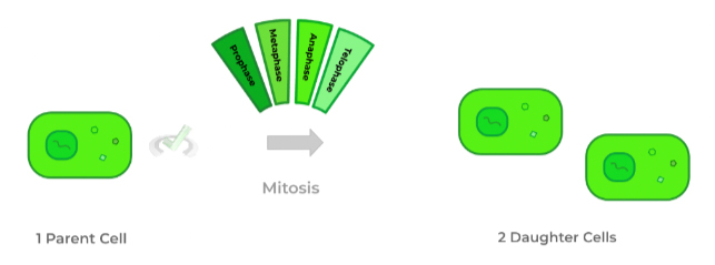 M (mitotic) Phase