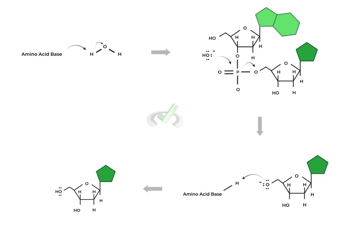 Mechanism for Nuclease Catalyzed Hydrolysis