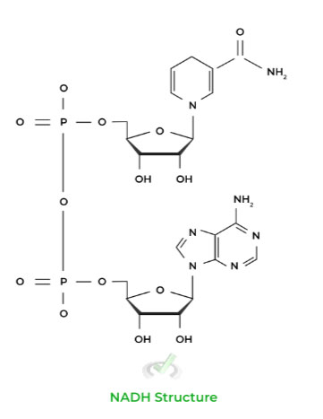 NADH Nicotinamide Adenine Dinucleotide