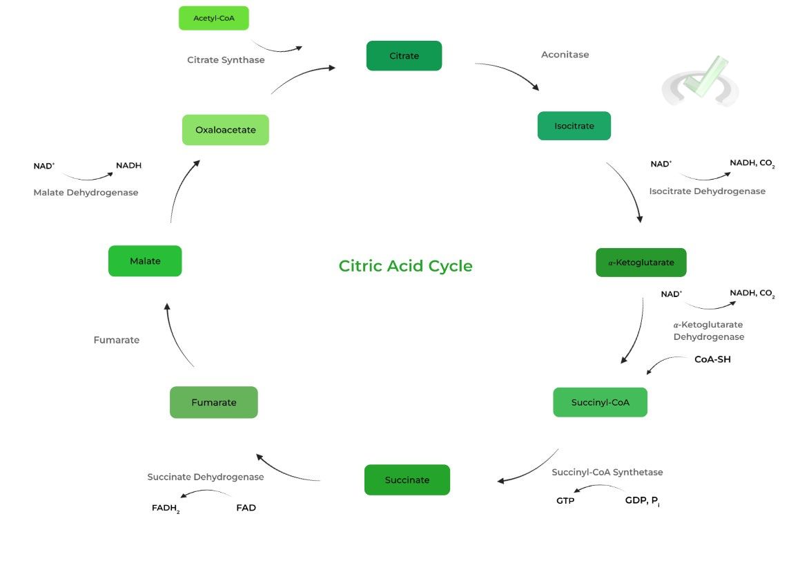 Net Molecular and Energetic Results of Citric Acid Cycle