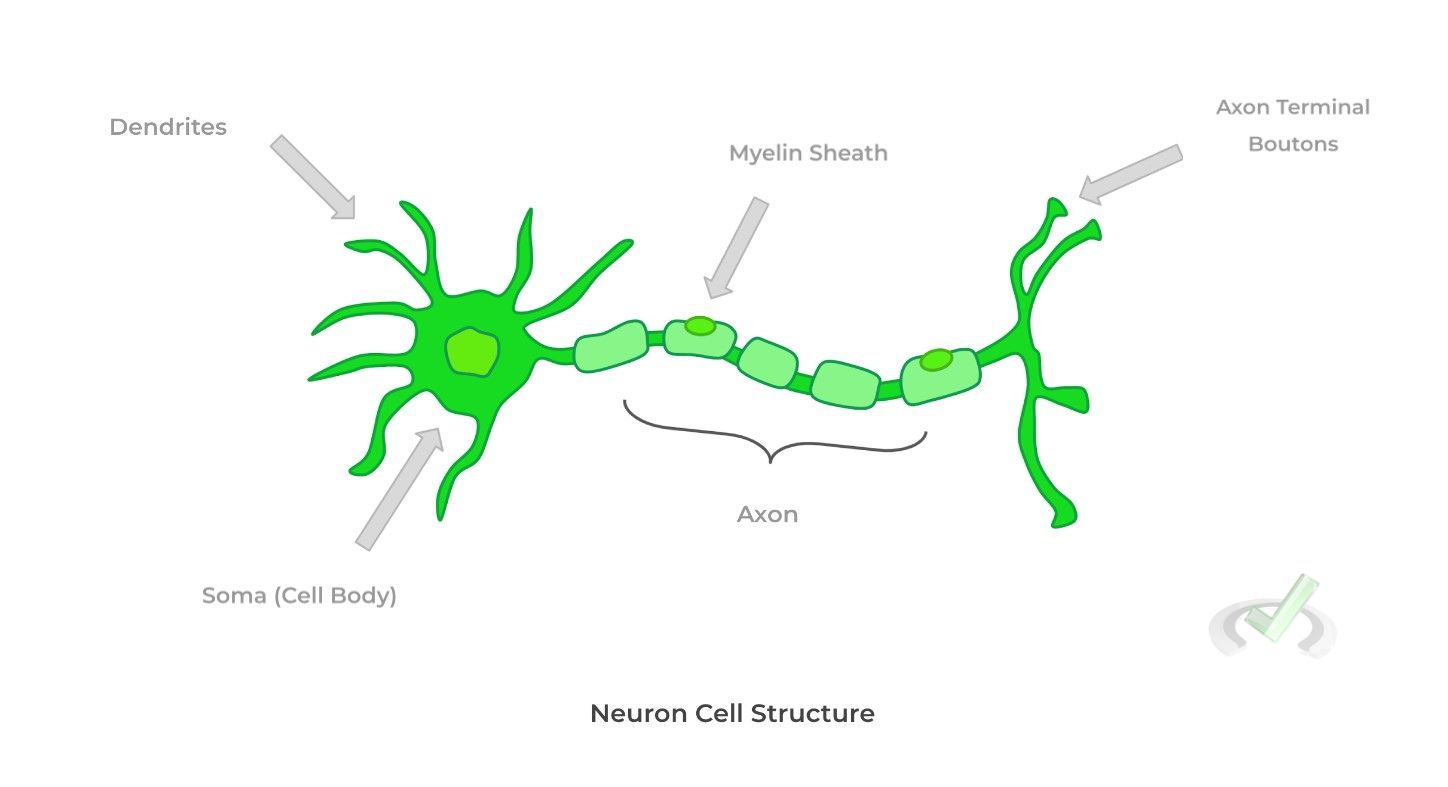 Neuron Cell Structure