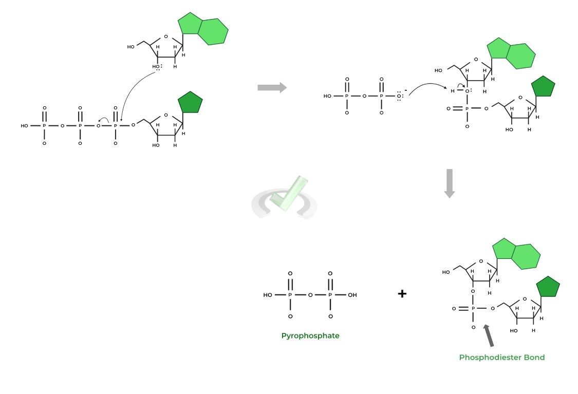 Nucleophilic Substitution in DNA Elongation