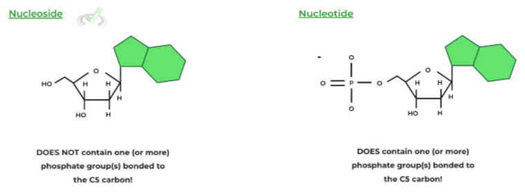 Nucleoside-vs-Nucleotide