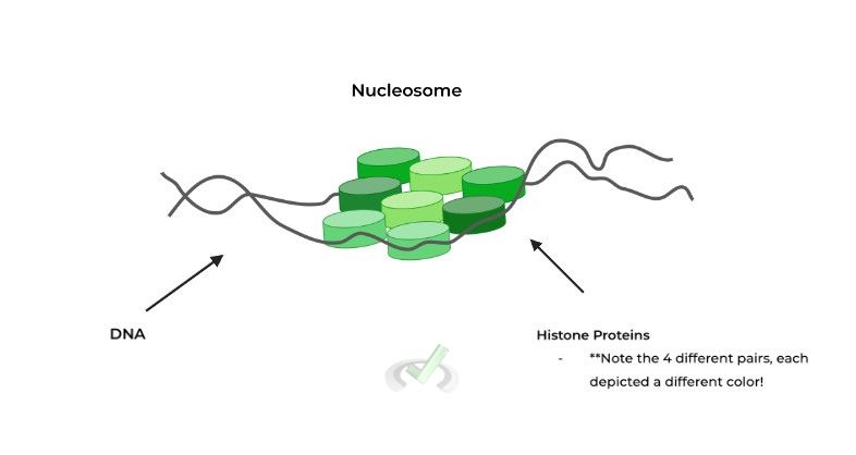 Nucleosomes