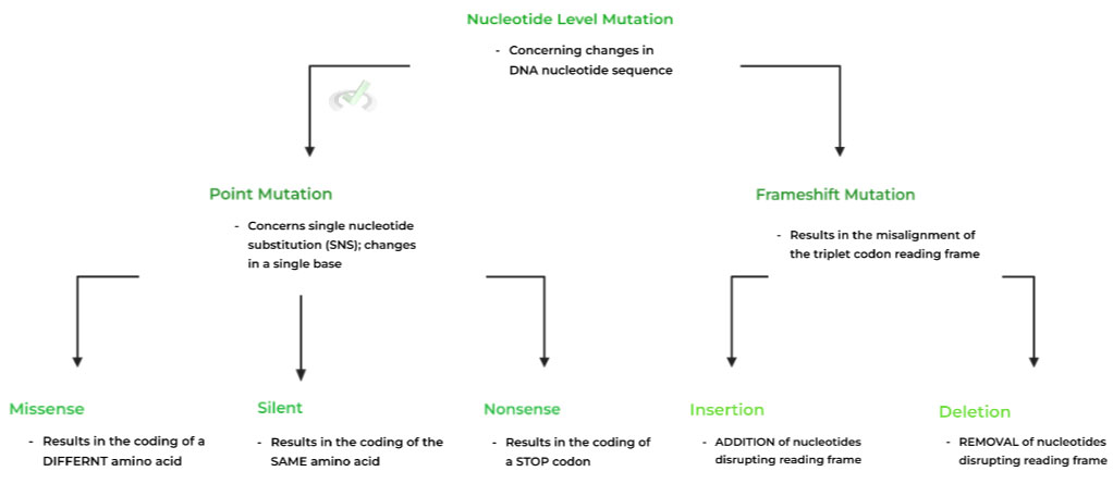 Nucleotide-Level-Mutations