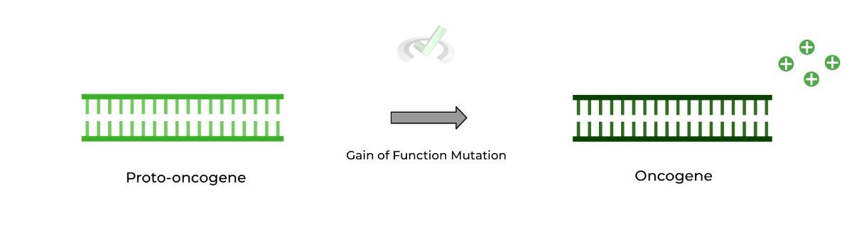 Oncogene - Gain of Function Mutation