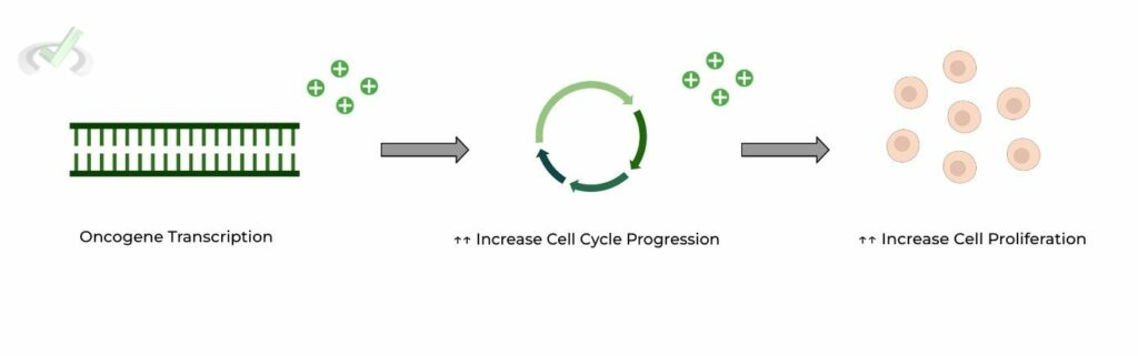 DNA: Role in Cancer Biology on the MCAT โ MedLife Mastery Biology Diagrams