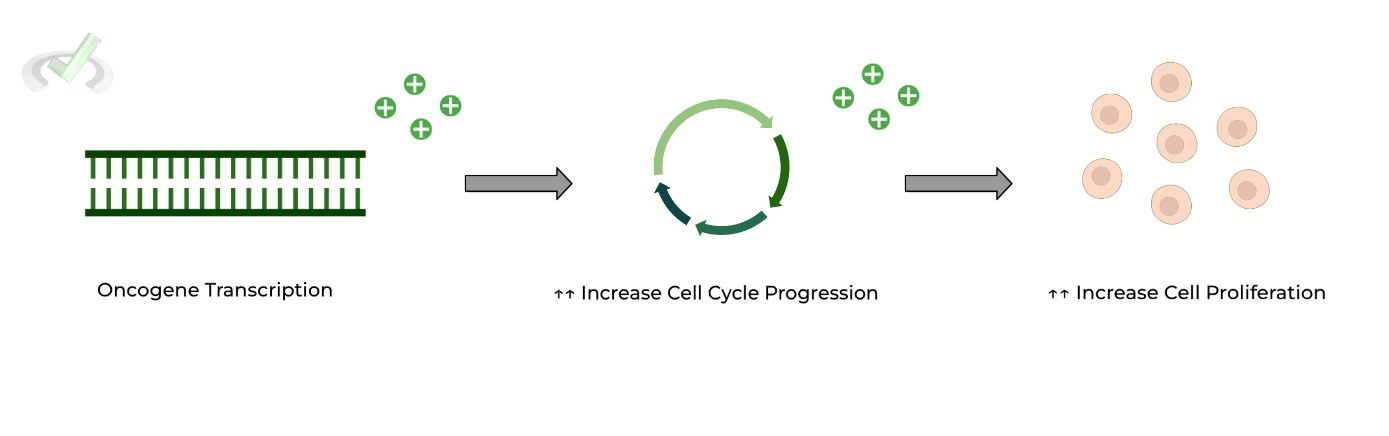 Oncogene - Increase Cell Cycle Progression