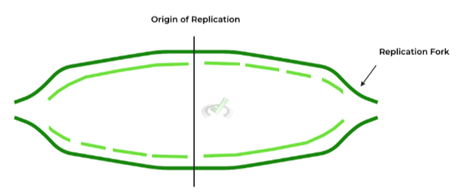 Origins-of-Replication-and-Replication-Forks