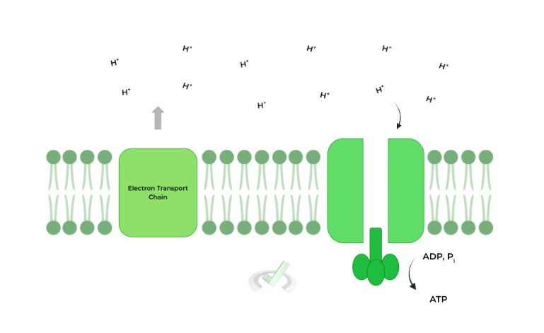Overview of ATP Synthase