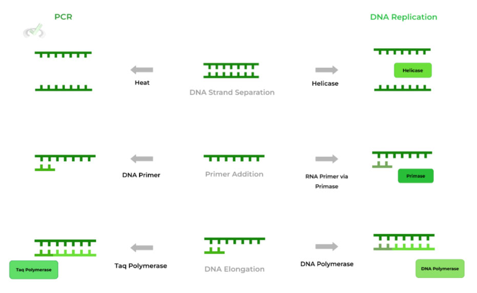 PCR Steps and DNA Replication Equivalents