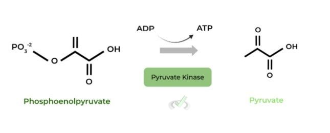Phosphoenolpyruvate to Pyruvate (Pyruvate Kinase)