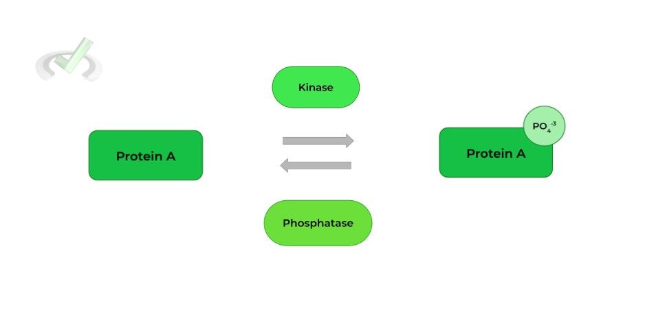Phosphorylation - Dephosphorylation