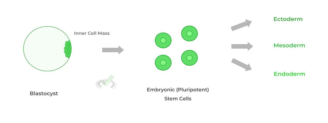 Pluripotency of Embryonic Stem Cells