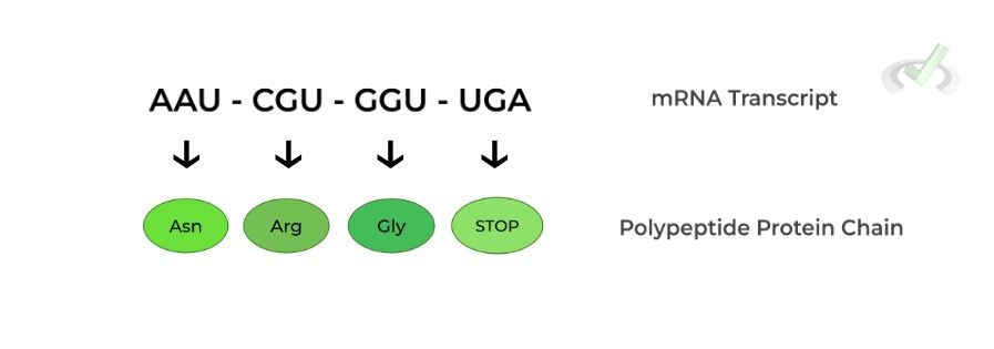 Polypeptide Protein Chain