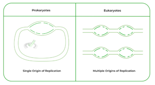 Prokaryotes-v.s.-Eukaryotes