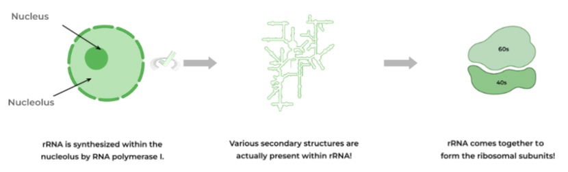 Ribosomal Structure Role of ribosomal RNA rRNA