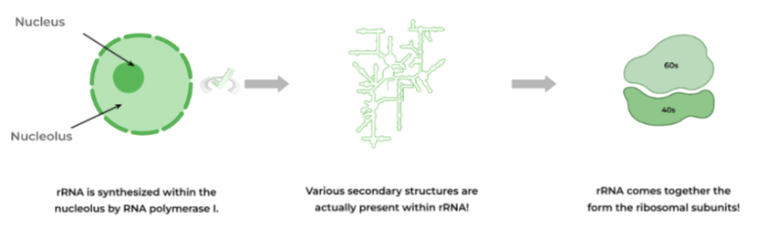 Ribosomal Structure Role of ribosomal RNA rRNA
