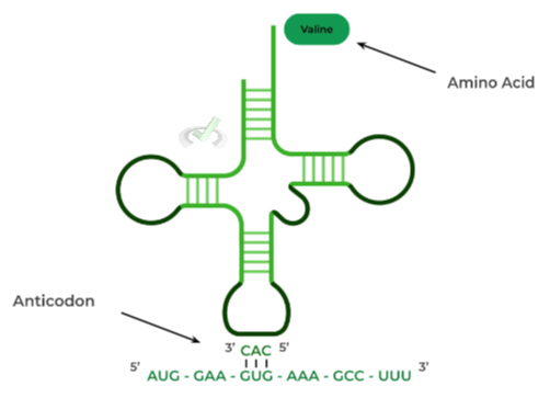 Role of Transfer RNA