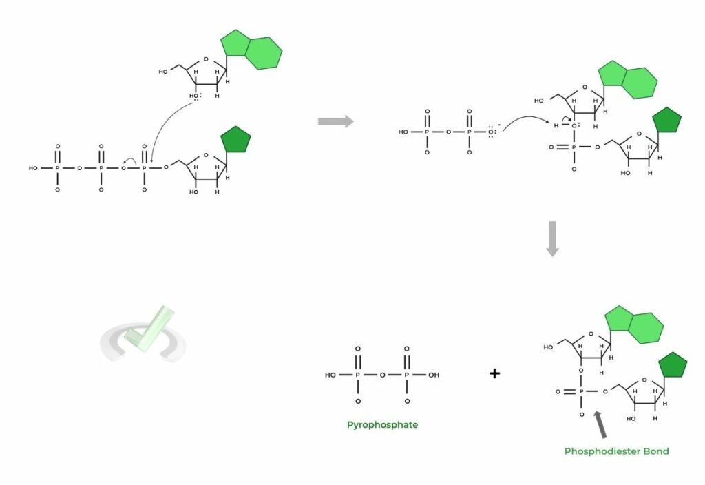 DNA Replication Enzymes and Processes on the MCAT MedLife Mastery