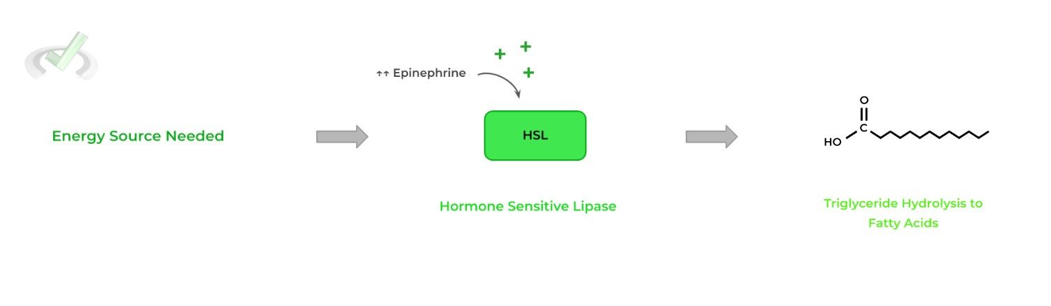 Stimulatory Hormones for Hormone Sensitive Lipase