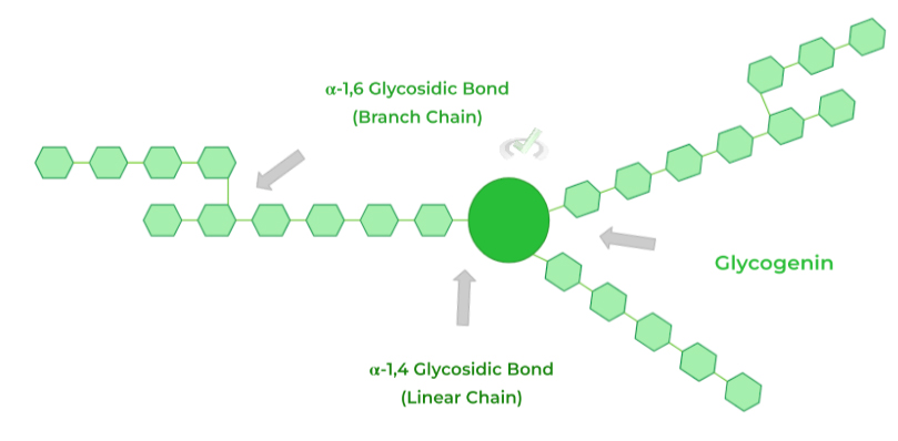 Glycogen Glucose Structure