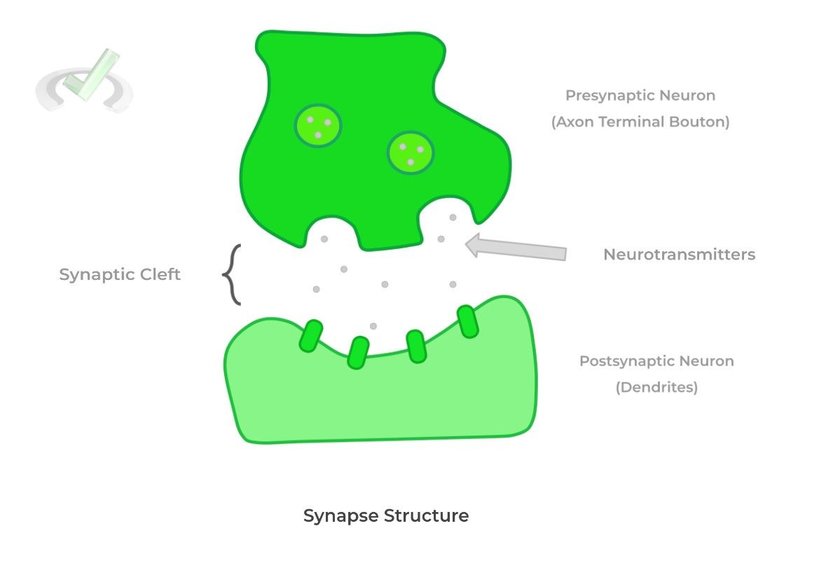 Synapse Structure