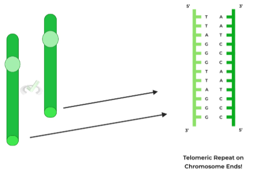 Telomeres-Replicating-the-Ends-of-DNA-Molecules