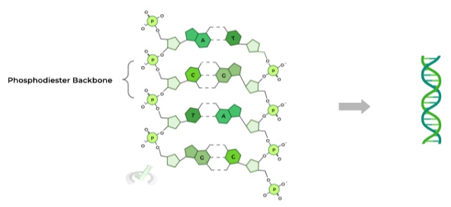 The-Double-Helix-Structure