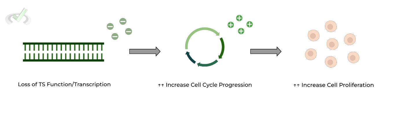 Tumor Suppressor Genes - Increase Cell Cycle Progression