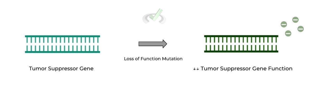 Tumor Suppressor Genes - Loss of Function Mutation