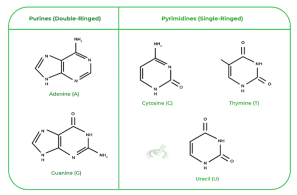 Types of Nitrogenous Bases: Purines v.s. Pyrimidines
