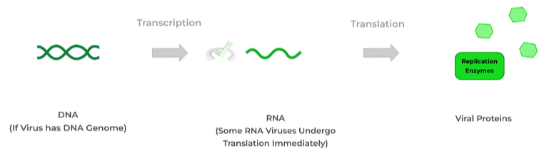 genome replication