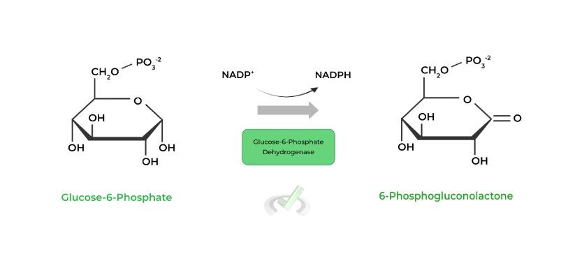 glucose-6-phosphate dehydrogenase