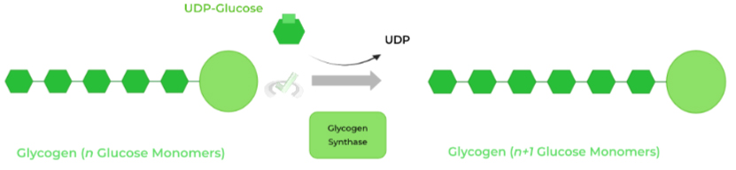 glycogen-synthase