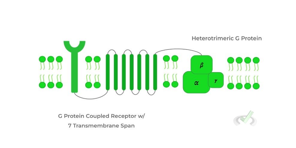 heterotrimeric protein