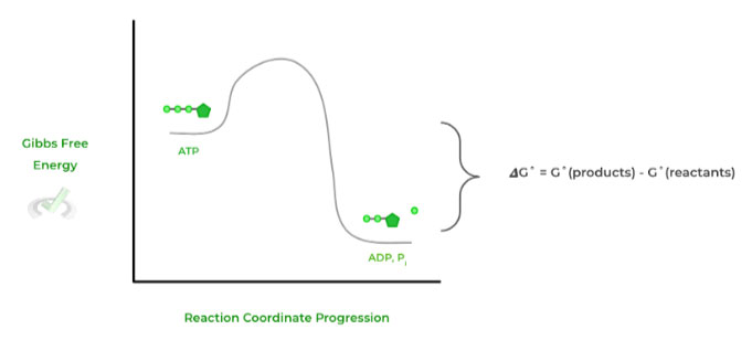reaction coordinate progression