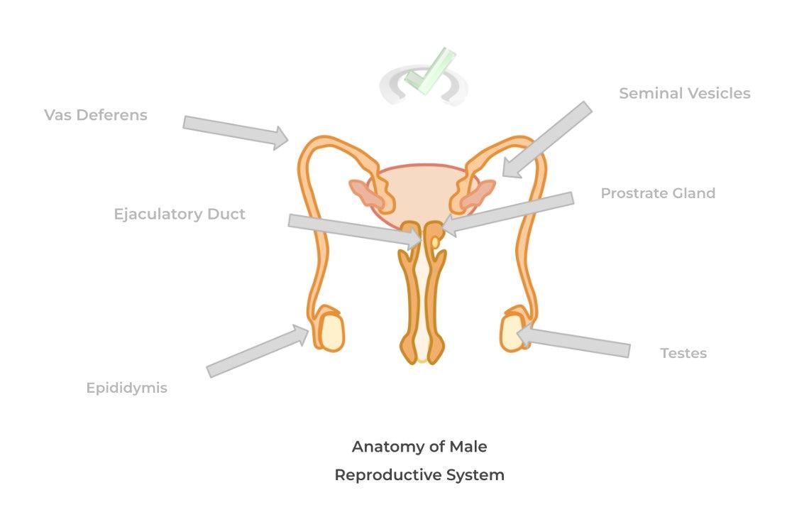 Anatomy of Male Reproductive System