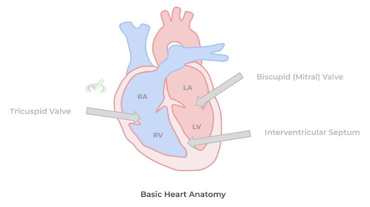 Basic Heart Anatomy