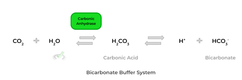 Bicarbonate Buffer System