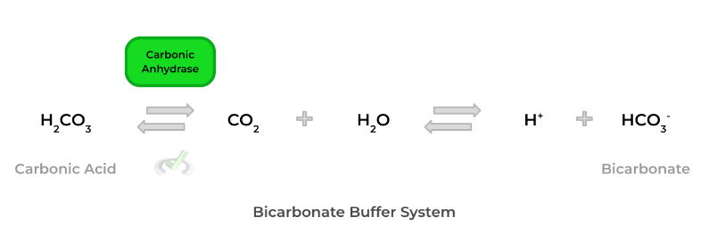 Bicarbonate Buffer System