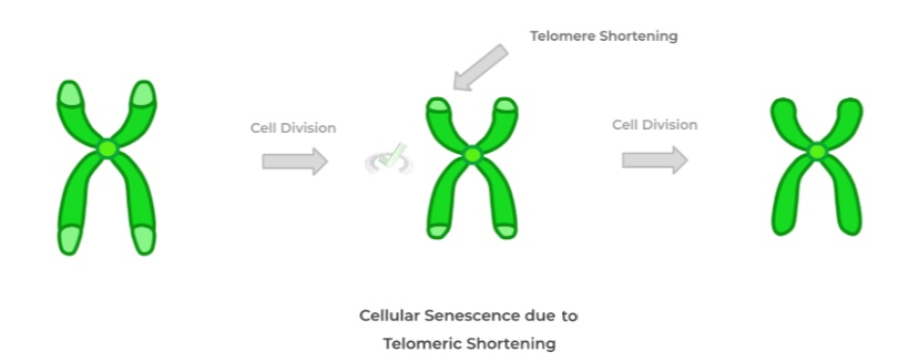 Cell Senescence, Death, and Regeneration